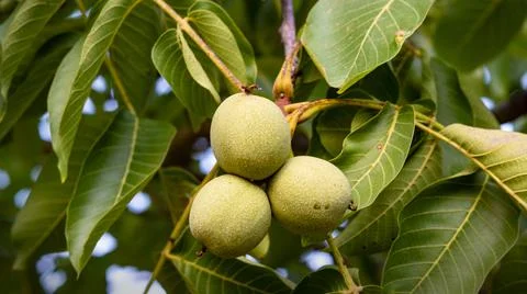 Walnuts growing on a branch Stock Photos