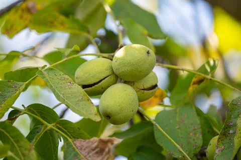 The walnuts growing on the tree 스톡 사진