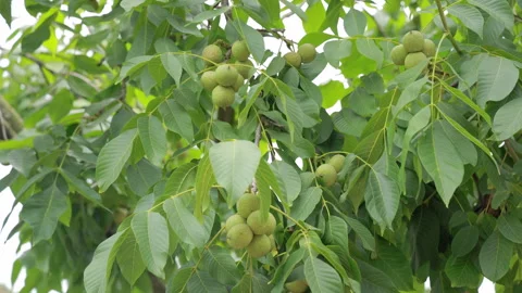 Walnuts Growing on Tree Shell Textures and Green Leaves 4K Stock Footage 320627964