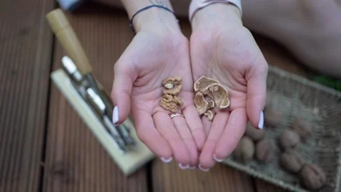 Walnuts in hands. Healthy peeled nuts. Female hand picking a walnut Video stock 246661440