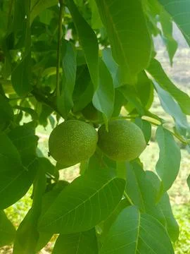 Walnuts Hanging from a Thick Branch Stock Photos