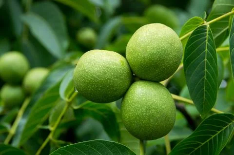 Walnuts hanging on a tree Stock Photos