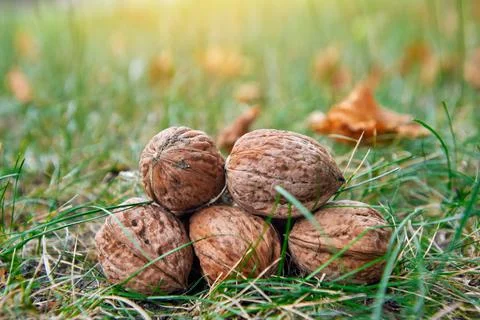 Walnuts harvest on grass Foto stock