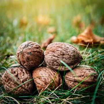 Walnuts harvest on grass Stock Photos