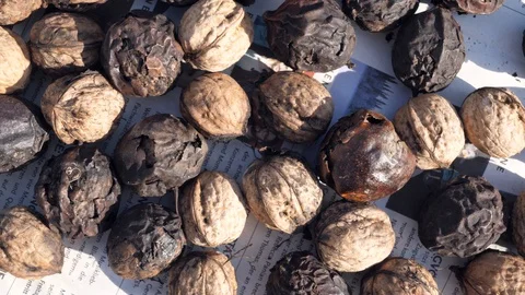 Walnuts that have been put to dry Stock-Footage 97143889
