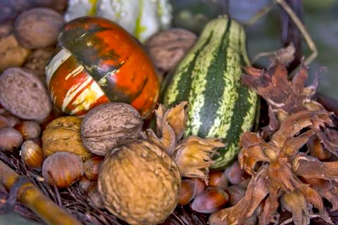 Walnuts, hazelnuts and decorative pumpkins Stock Photos