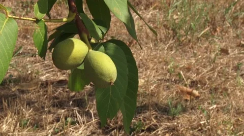 Walnuts in husk on the branch Stock-Footage 54522743