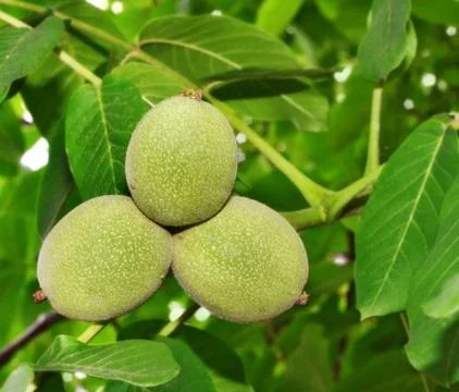 Walnuts Stock Illustration