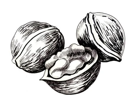 Walnuts Stock Illustration