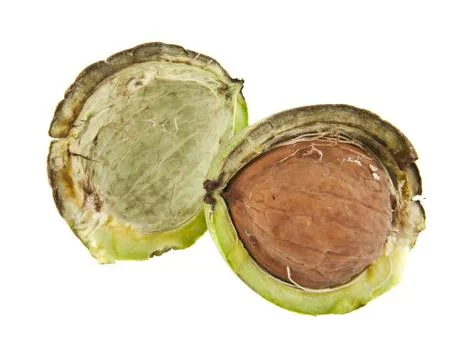 Walnuts isolated on white background closeup Stock Photos