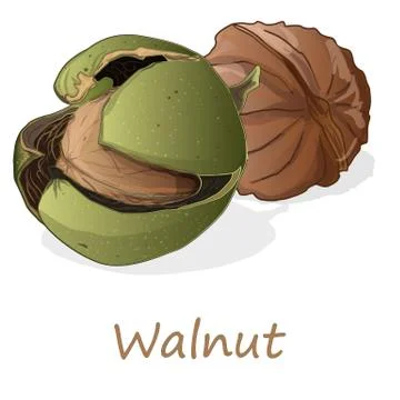 Walnuts isolated on white background. Stock Illustration