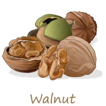 Walnuts isolated on white background. Stock Illustration