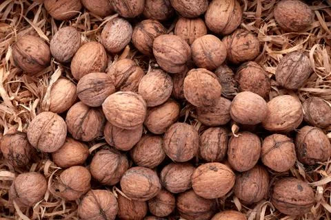 Walnuts isolated on white background Stock Photos