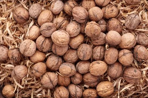Walnuts isolated on white background Stock Photos