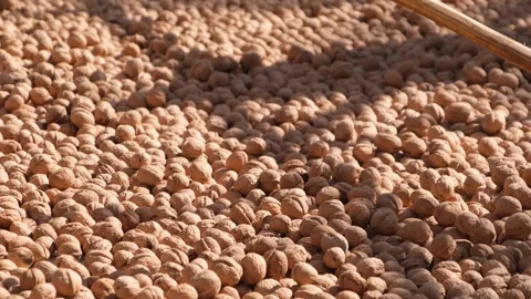 Walnuts laid on the ground to dry Stock Footage 294060164