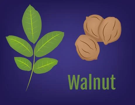 Walnuts with Leaves vector background イラスト素材