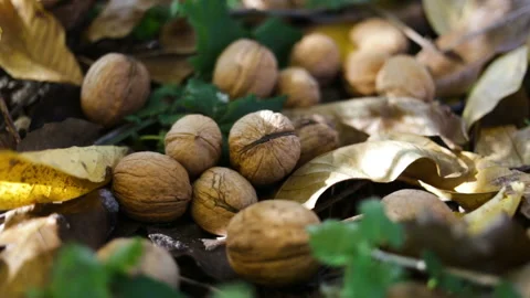 Walnuts lie on the ground among the fallen leaves. Real time, natural light, out Stock Footage 97195849
