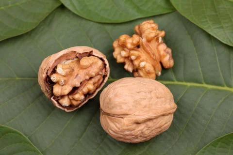 Walnuts lying on the leaf Stock Photos