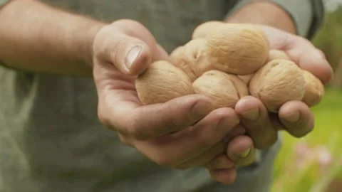 Walnuts in male hands Stock Footage 137822510