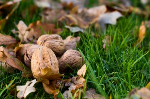 Walnuts Stock Photos