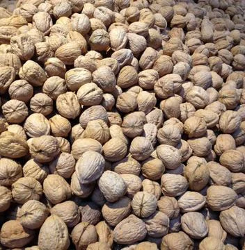 Walnuts Stock Photos
