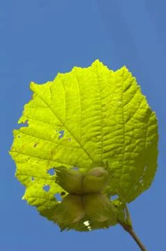 Walnuts Stock Photos