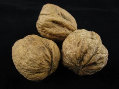 Walnuts 스톡 사진