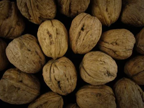 Walnuts 스톡 사진