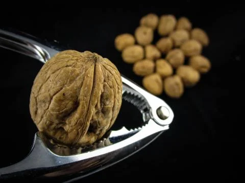 Walnuts 스톡 사진