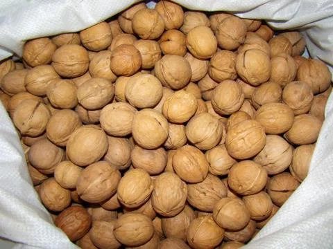 Walnuts Stockfoto's