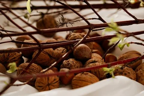 Walnuts 写真素材