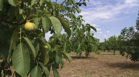 Walnuts on a plantation Stock Footage 54522571