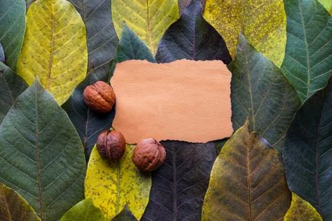 Walnuts on ragged sheet of paper and walnut tree autumn leaves background Stock Photos