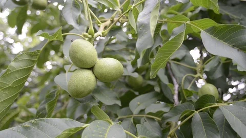 Walnuts ripening on branch Stock Footage 91774110