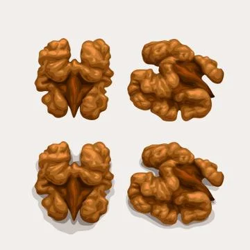 Walnuts set isolated on white Illustrazione stock