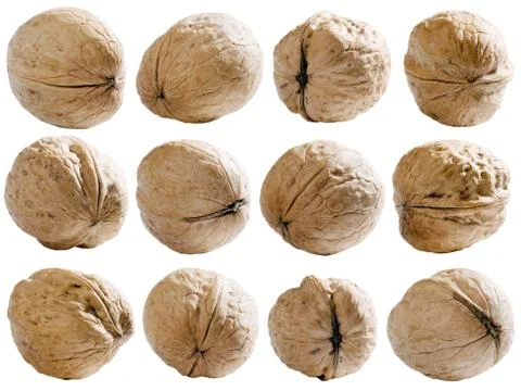 Walnuts set with path. Stock Photos