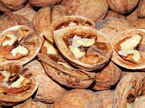 Walnuts in shell close-up Stock Photos