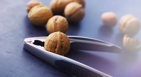 Walnuts in a shell on a gray background. Nutcracker and scattering of nuts. Stock Photos