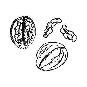 Walnuts sketch isolated on white background Stock Illustration