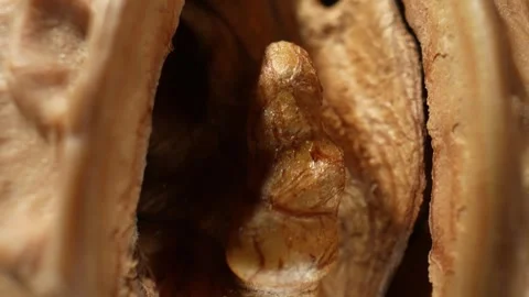 Walnuts in stunning macro close-ups Video stock 244058483