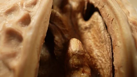 The walnut's surface at a microscopic level Stock Footage 244058446