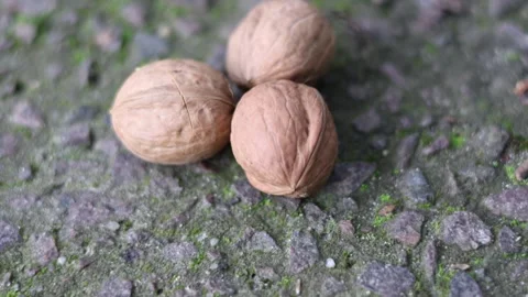 Walnuts on a textured ground with moss, close-up shot. Stock Footage 318683213