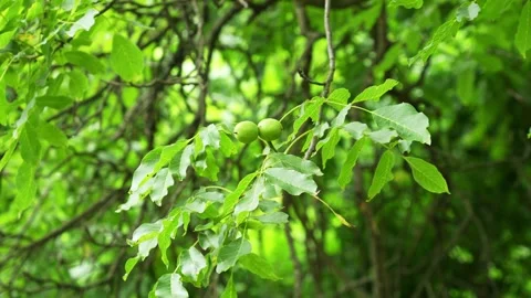Walnuts, with their green husks, walnut tree in the garden 스톡 동영상 245739175