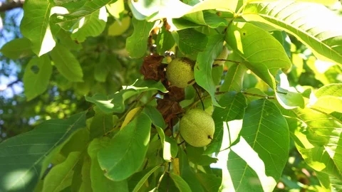 Walnuts on the tree are blowing in the wind Stock Footage 118048622