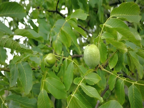 Walnuts on tree branch before harvest. Green nuts and leaves floating in wind. Vidéo 80730928