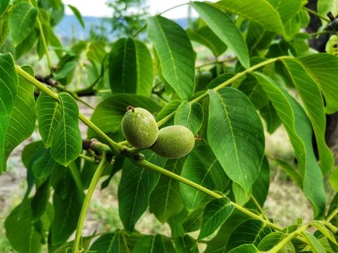 Walnuts on the tree branch. Walnut tree and walnut leaves. Stock Photos