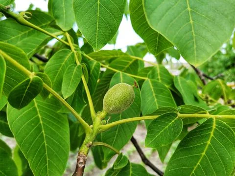 Walnuts on the tree branch. Walnut tree and walnut leaves. Stock Photos