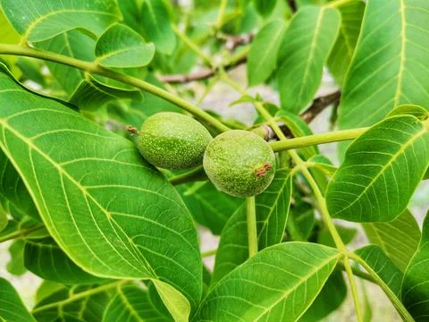 Walnuts on the tree branch. Walnut tree and walnut leaves. Stock Photos