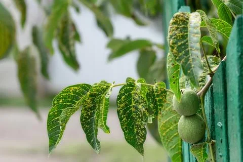 Walnuts on a tree. Disease pest on walnut leaves. Pest control concept. Foto stock