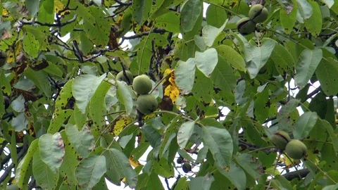 Walnuts on tree during the rain Stock Footage 95449533
